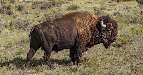 THE AMERICAN BUFFALO
Photo Credit: Craig Mellish